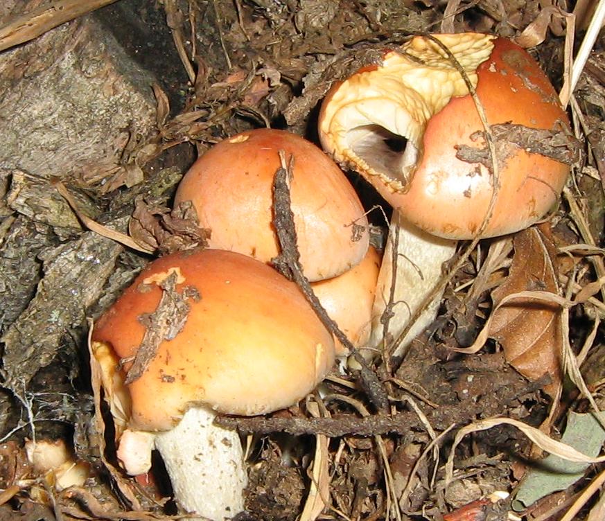 Lepiota e altro